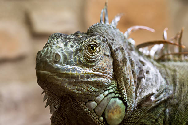Iguana, Florida - US State, Animal, Animal Body Part, Animal Head