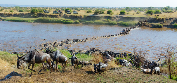 Wildebeest Migration Herd Crossing the Mara River 