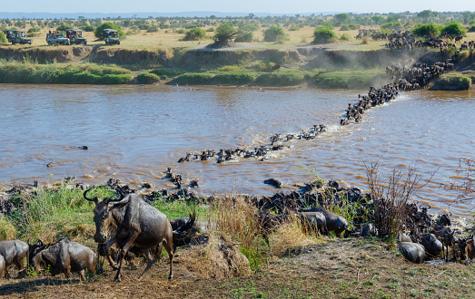 Wildebeest Migration Herd Crossing the Mara River 