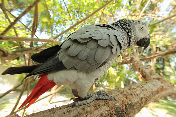 istock Congo African grey parrot sitting on a tree branch 621141236