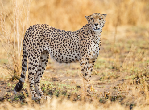 Cheetah  