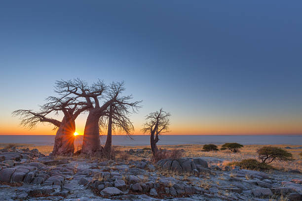 matahari terbit di pulau kubu - botswana potret stok, foto, & gambar bebas royalti