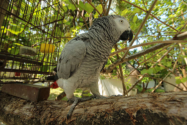 istock Congo African grey parrot sitting on a tree branch 621141888