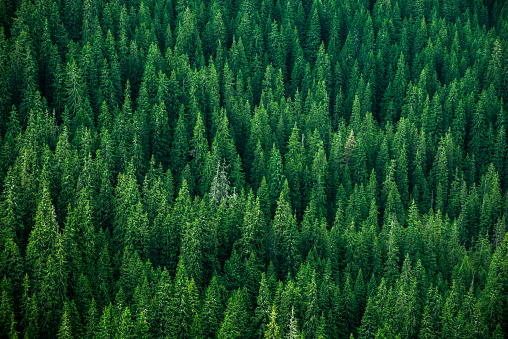 top view of the tops of trees of coniferous forests in the Carpathians