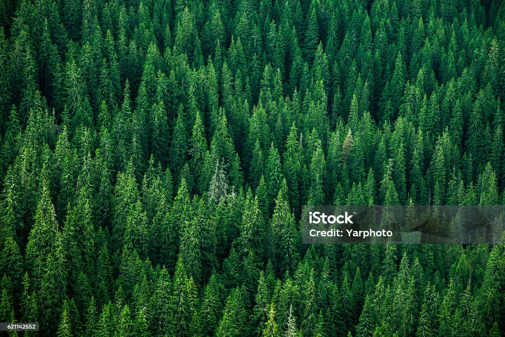 top view of the tops of trees top view of the tops of trees of coniferous forests in the Carpathians Forest Stock Photo