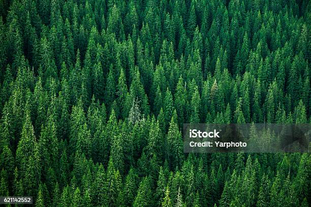 Top View Of The Tops Of Trees Stock Photo - Download Image Now - Forest, Textured, Textured Effect