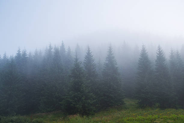 istock morning mist, beautiful landscape 621142648