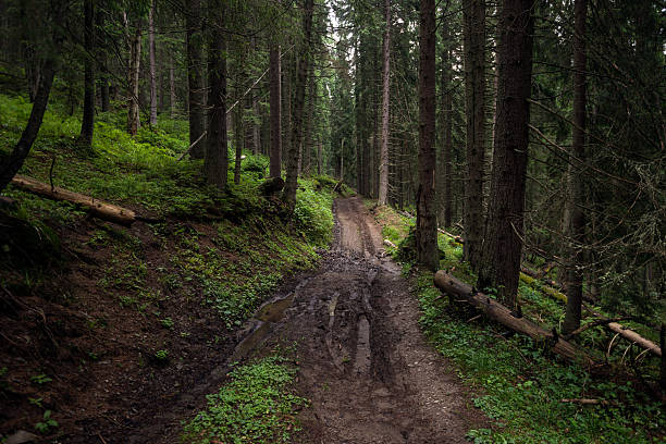 istock bad road in the woods 621142766
