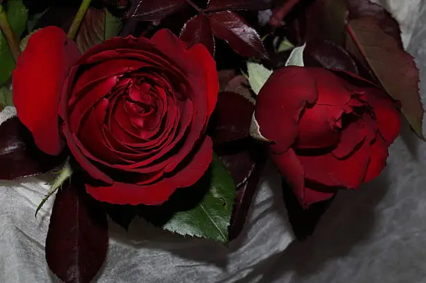 Red roses and white silk