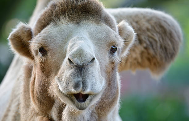 camelo - bactrian camel - fotografias e filmes do acervo