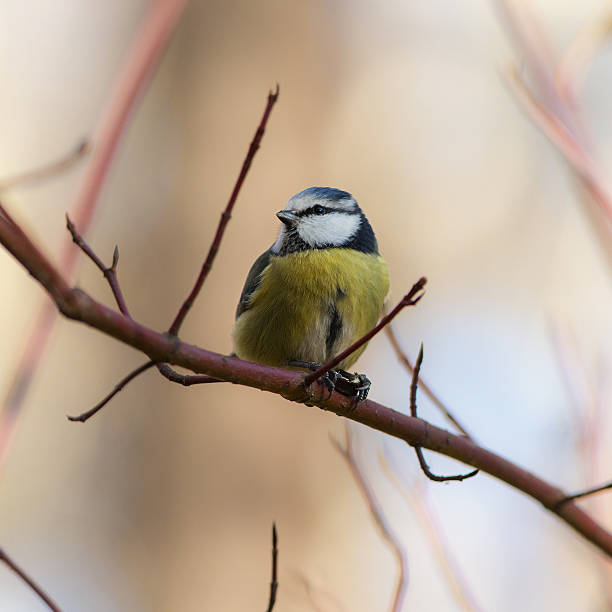 istock portrait of bluetit 621143930