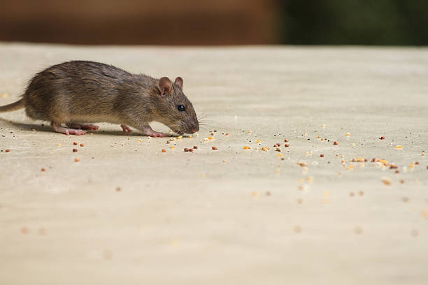 ハウスマウス - rodent ストックフォトと画像