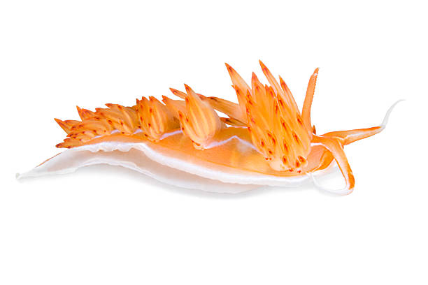 dondice banyulensis, nudibranchia isolata - nudibranch foto e immagini stock