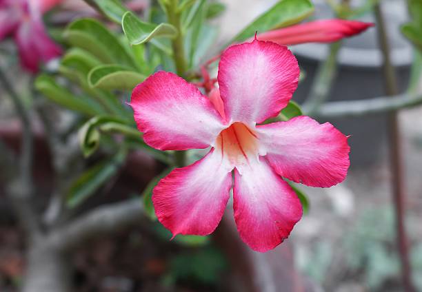 istock Desert Rose Tropical flower on a tree, or Impala Lily 621145334