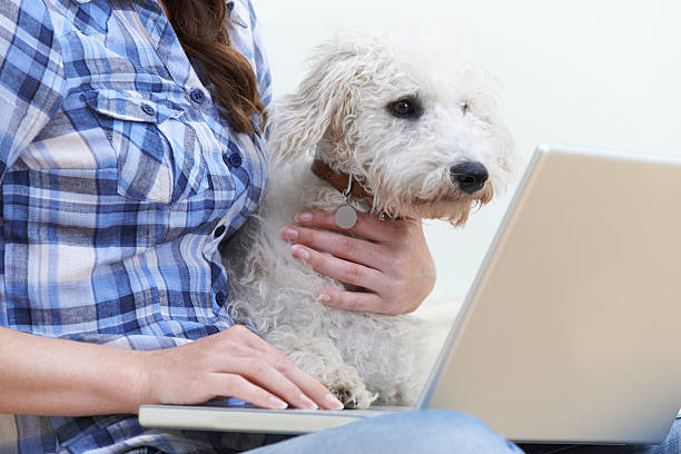 istock Dog Sitting Next To Owner Using Laptop 621145622