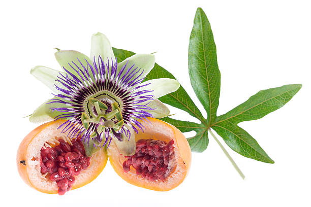istock Passiflora flower with lice passioflower fruit 621145642