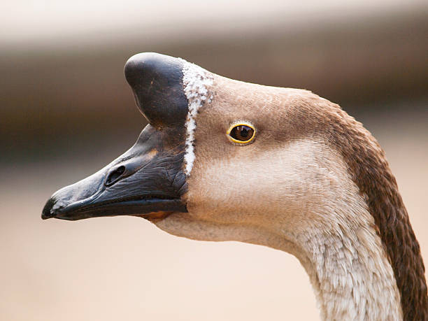 Head of chinese goose with typical basal knob Anser cygnoides f. domestica - Chinese goose with typical basal knob chinese goose stock pictures, royalty-free photos & images