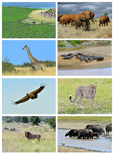 istock Collage fauna of Kenya 621146382