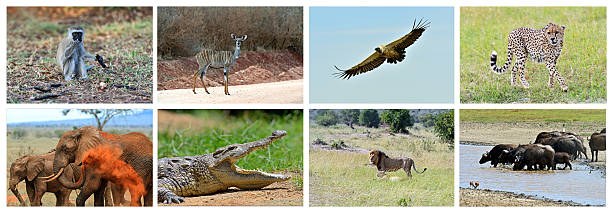Collage fauna of Kenya