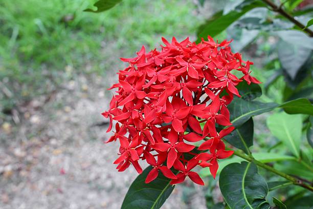istock spike flower red , Rubiaceae flower, Ixora coccinea 621146780