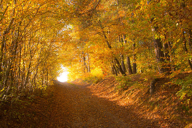 istock Footpath through avenue of hornbeam 621146822
