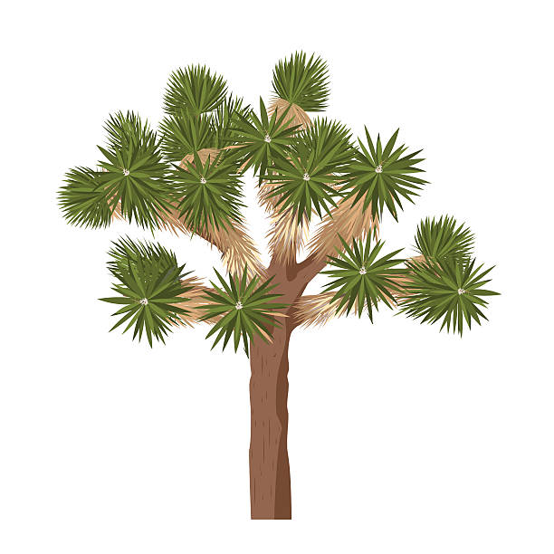 joshua tree - isolated on white background. yucca brevifolia vector - joshua stock illustrations