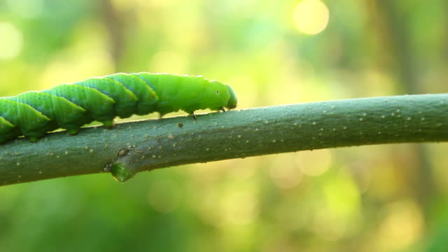 Butterfly caterpillar crawling on a branch