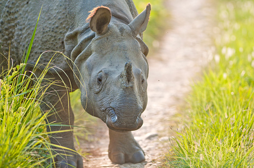 An Indian rhinoceros stands in the street during the jeep safari