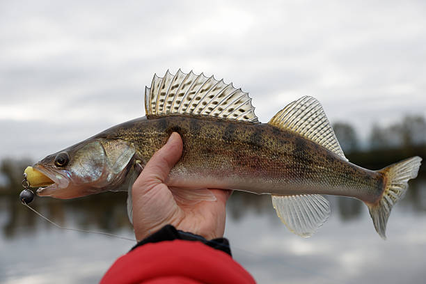 istock Walleye caught on handmade jig lure 621229046