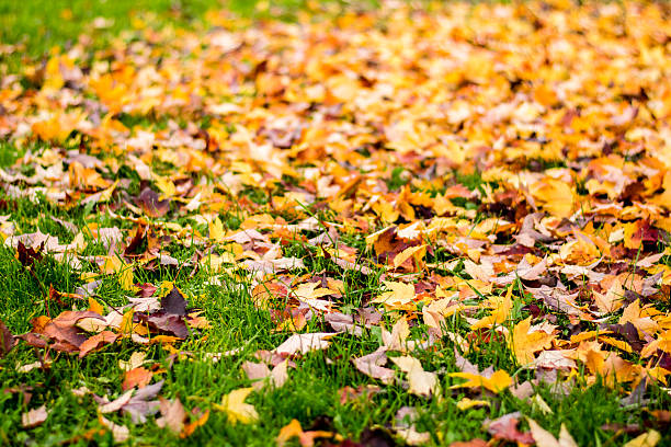 istock Autumn in Slovenia 621229050