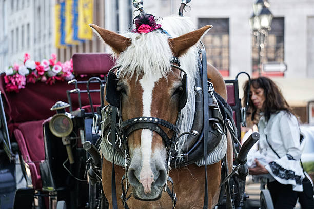 Horse-drawn carriage Montreal, Canada - May 23, 2016: A brown horse and a pink carriage decorated with flowers. The caleche driver is next to the horse-drawn carriage, waiting for tourist clients in Old Montreal. In May, the mayor backtracked on his decision to impose a year-long moratorium on the popular caleches. caleche stock pictures, royalty-free photos & images