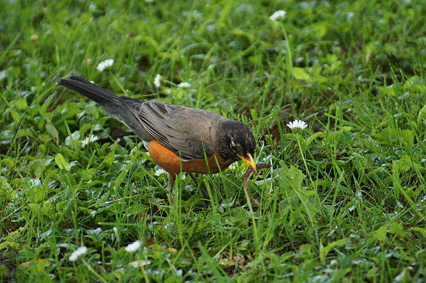 istock American Robin - Early Bird Catches the Worm 621231648