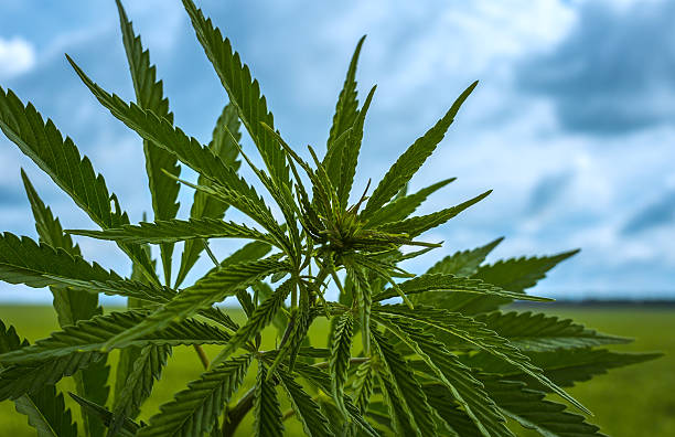 istock marijuana bush on a background of sky 621232732