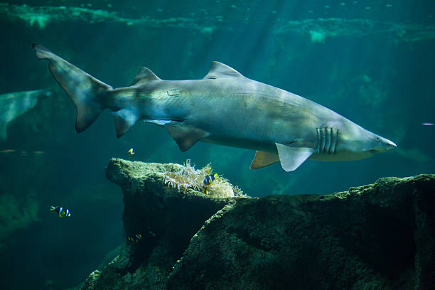 requin tigre des sables (carcharias taurus) - sand tiger shark photos et images de collection