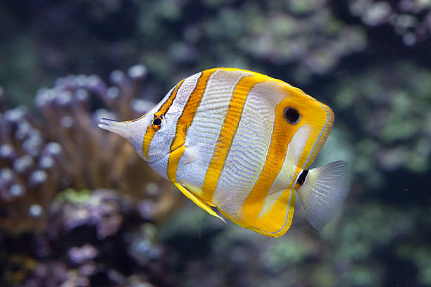 chelmon ryba motyl (chelmon rostratus). - copperband butterflyfish zdjęcia i obrazy z banku zdjęć