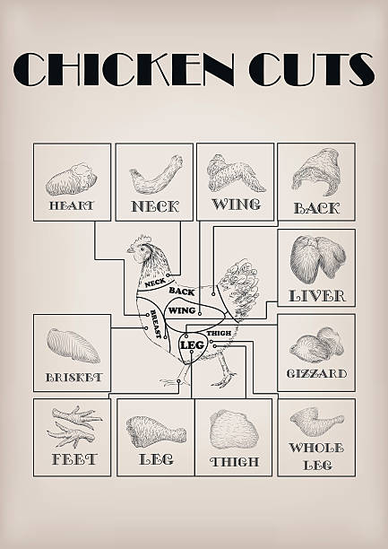 ilustrações de stock, clip art, desenhos animados e ícones de chicken hen cutting meat scheme parts carcass diagram vector illustration - chicken animal foot farm store