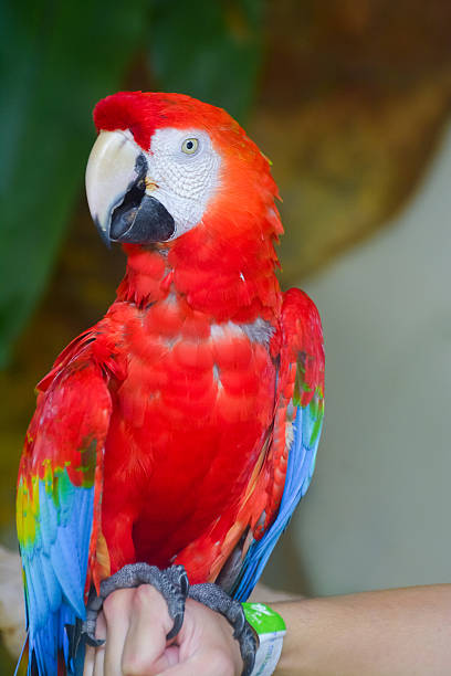 istock Inside view of Kuala Lumpur Bird Park 621234186