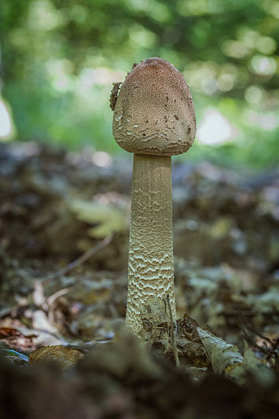 istock Parasol mushroom close up 621234976