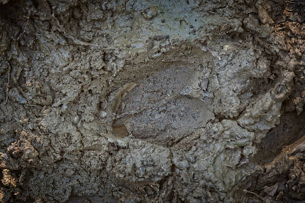 istock Red Deer footprint in the Mud 621235092