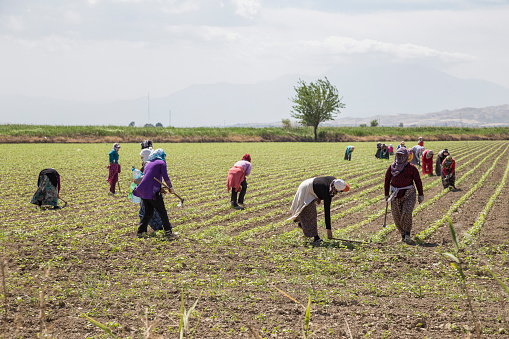 Manisa, Turkey - May 24, 2013: People working on a field in Mugla city of Anataolia inTurkey.
