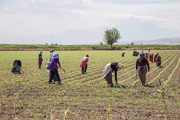 People working on a field in Anataolia, Turkey. stock photo