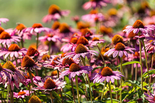 istock Gerber flowers in a garden 621235428