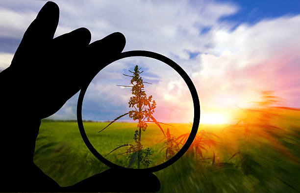 istock field with cannabis . marijuana bush at sunset in focus 621235444