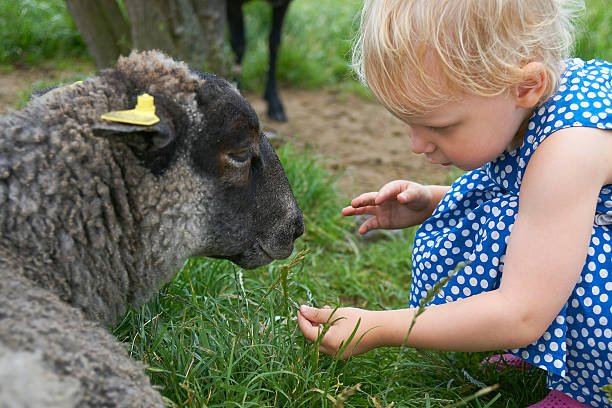 istock Little girl hand feeding a black sheep 621235644