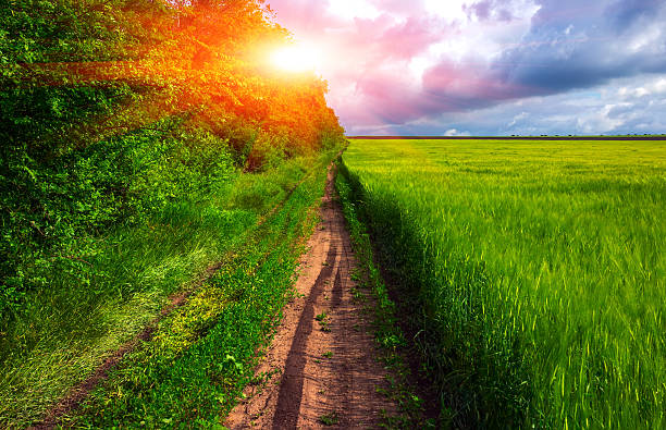 istock road along the field with wheat , beautiful clouds at sunset 621235766