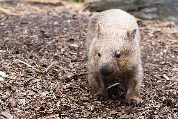 istock Close-up on an wombat, Australian native animal 621236424