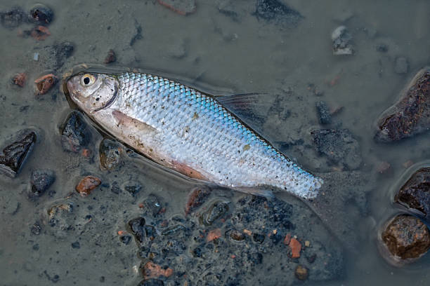 istock A dead fish at the bottom of the pond 621237148