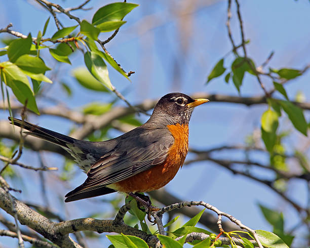 アメリカンヒタキ  - american robin ストックフォトと画像