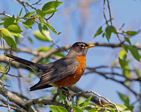 Adult male American Robin. Taken in Idaho.