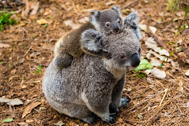istock Australian koala bear native animal with baby 621238790